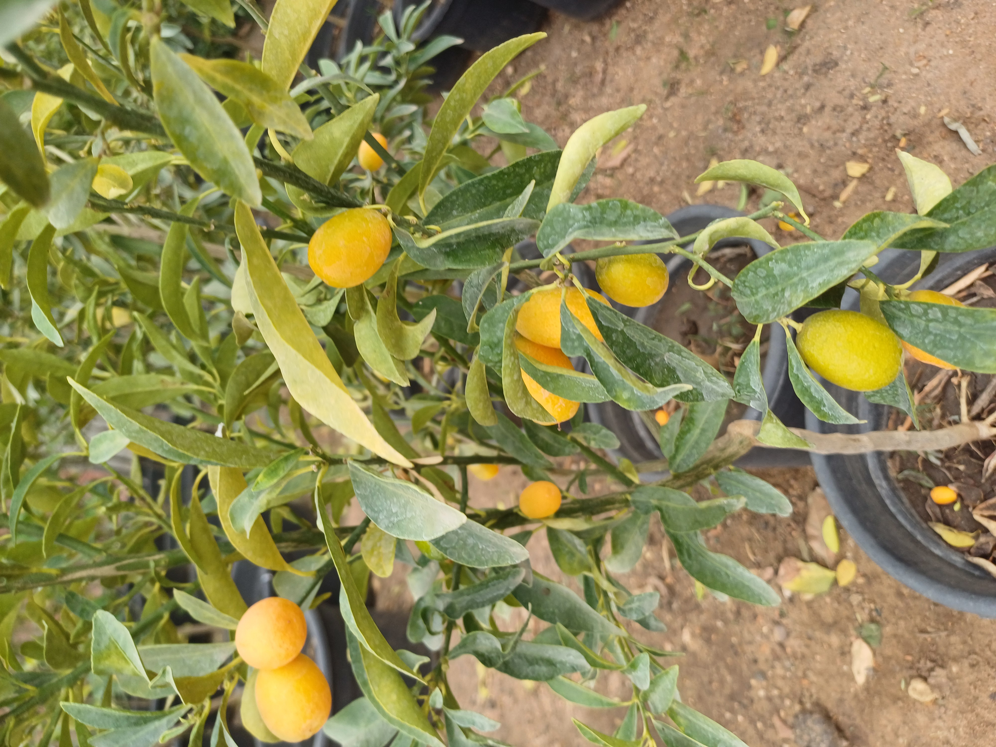 شتلة كيمكوات (البرتقال القزمي) مثمرة ديلوكس 🍊 زينة وإنتاج استوائي فخم