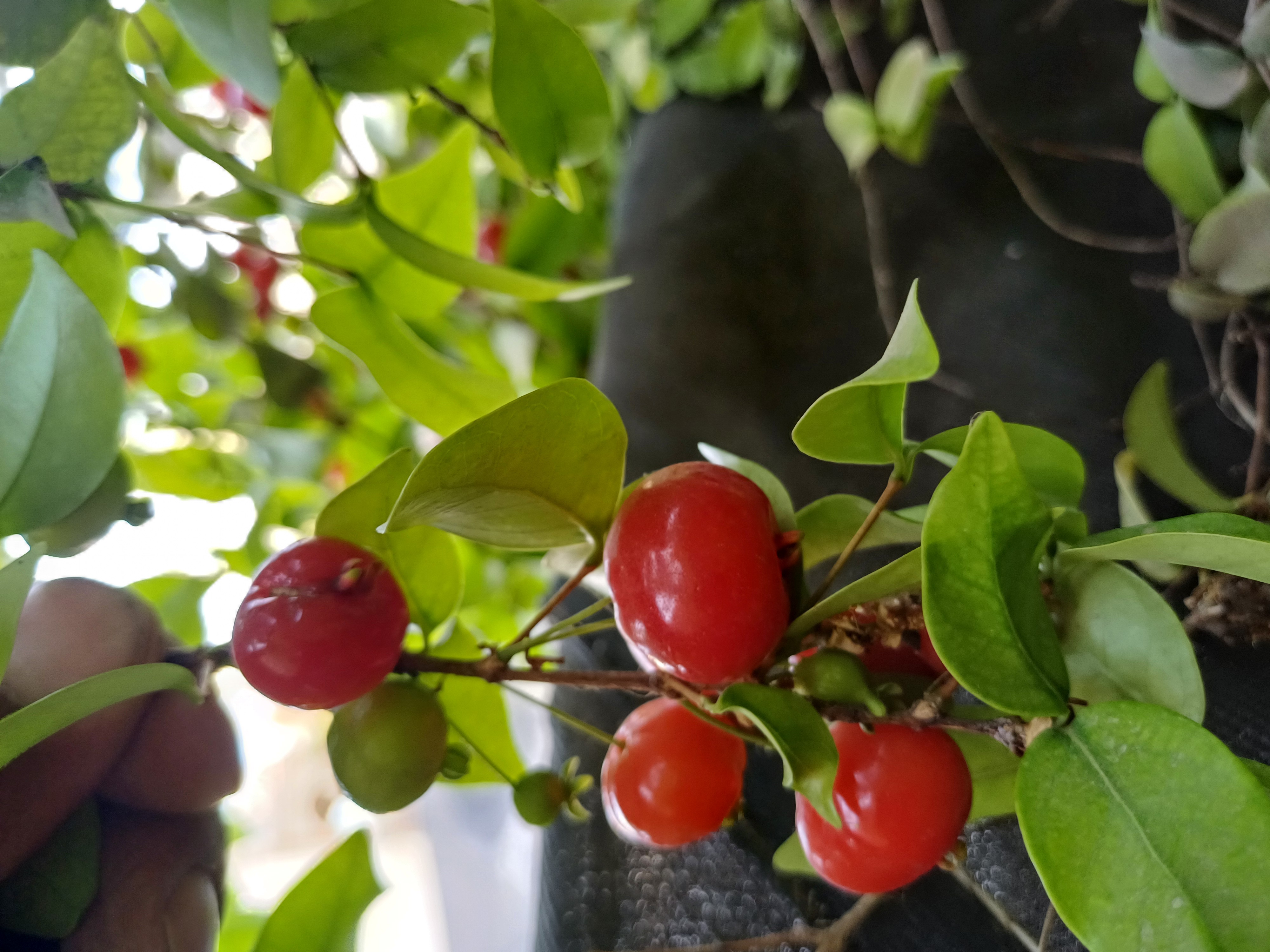 شتلة كريز برازيلي (سورينام) مثمرة ومطعومة 🍒 نوادر الفاكهة الاستوائية للفيلل والأسطح