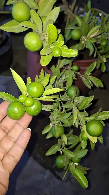 شتلة ليمون قزمي مثمر طوال العام (أربع فصول) 🍋 زينة وإنتاج منزلي غزير