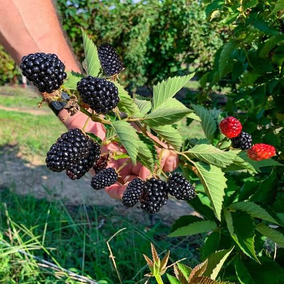 شتلة بلاك بيري (التوت الأسود) متسلق مثمر ديلوكس 🍇 نوادر الفاكهة الأوروبية للأسطح والفيلات