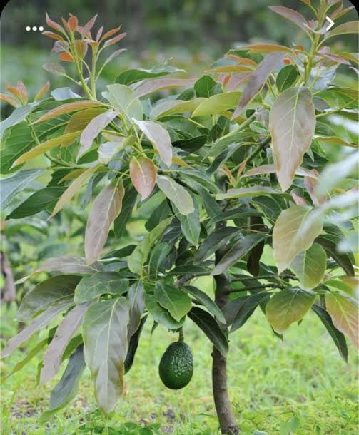 شتلة أفوكادو مطعوم ديلوكس (هاس / فويرتي) 🥑 نوادر استوائية سريعة الإثمار للأسطح والفيلات