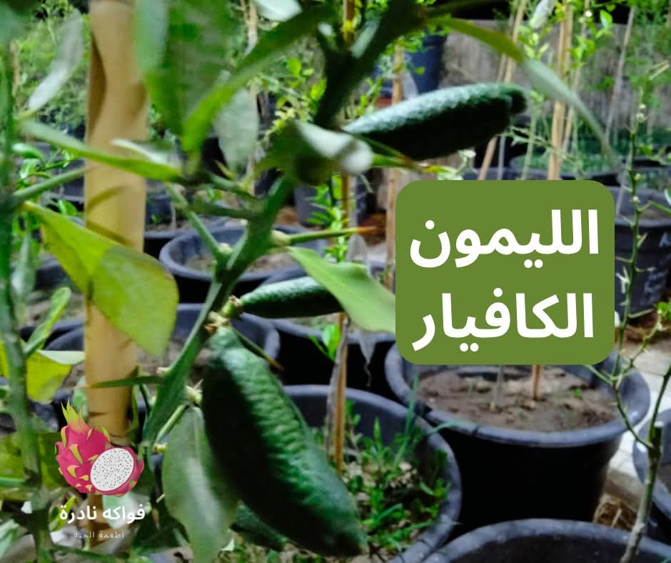 شتلة ليمون كافيار أخضر مطعوم (أصلي) 🍋 أندر وأغلى الفواكه الاستوائية للأسطح والفيلات