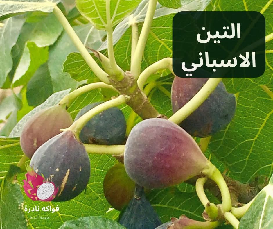 شتلة تين إسباني ديلوكس 🍇 أسرع إنتاج وعسل طبيعي للأسطح والفيلات