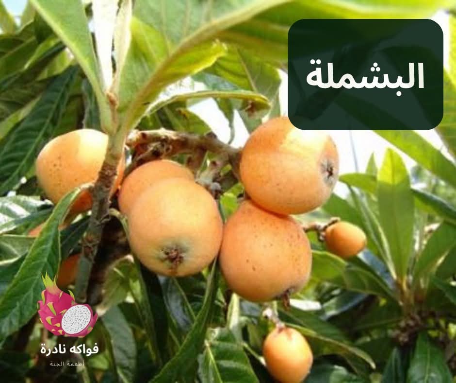 شتلة بشملة (أكيدنيا) مطعومة ديلوكس 🍊 فاكهة برستيج الفيلات والأسطح سريعة الإثمار