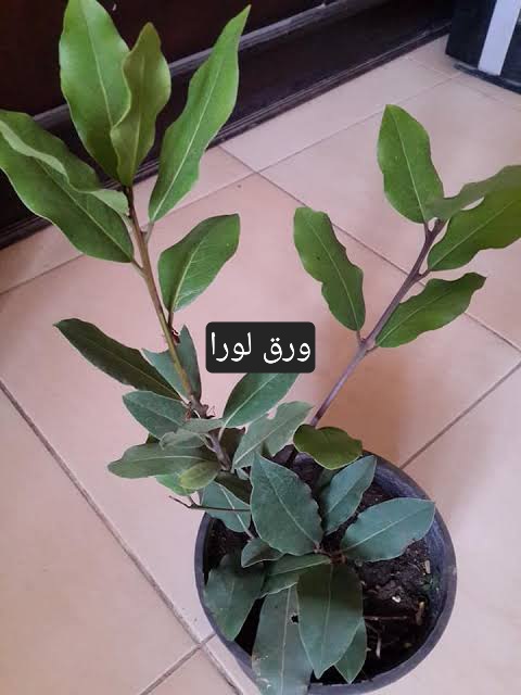 شتلة ورق لورا (غار) عطرية ديلوكس 🌿 برستيج المطابخ والزينة للبلكونات والأسطح