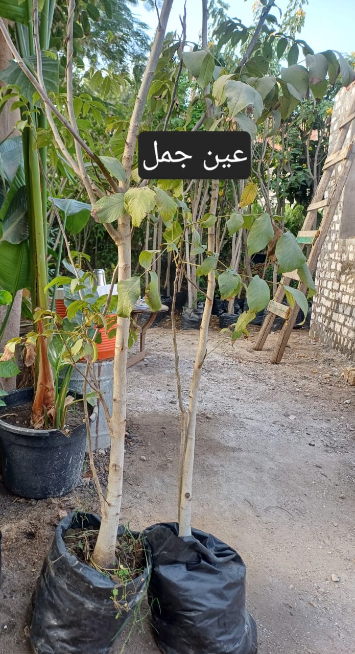 شتلة عين الجمل (الجوز) المطعمة للمنازل والمزارع | جاهزة للزراعة والإثمار