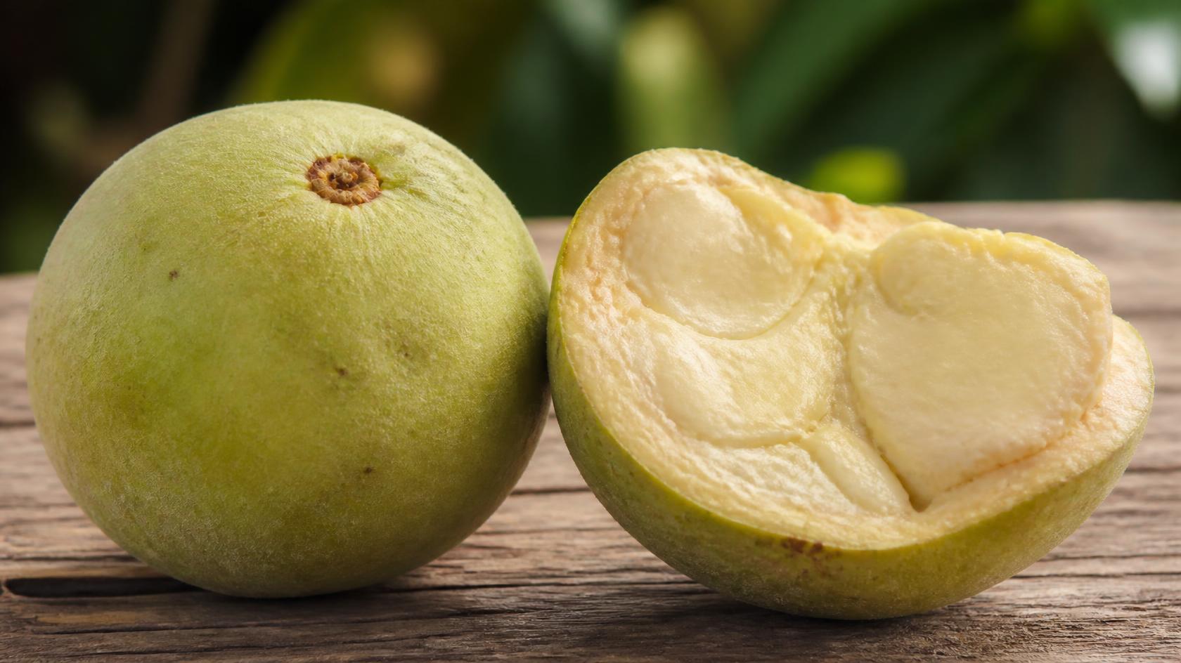 شتلة سابوته كريمي نادرة (White Sapote) - مطعمة ومعتمدة للإثمار المبكر | مشاتل أطعمة الجنة