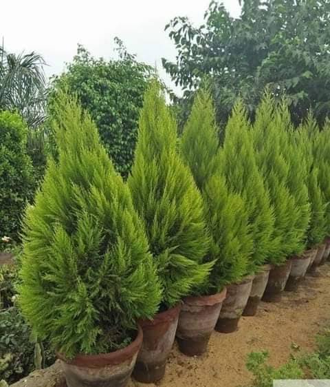 شجرة سرو لموني عطري اوراقه تستخدم بخور طبيعي 