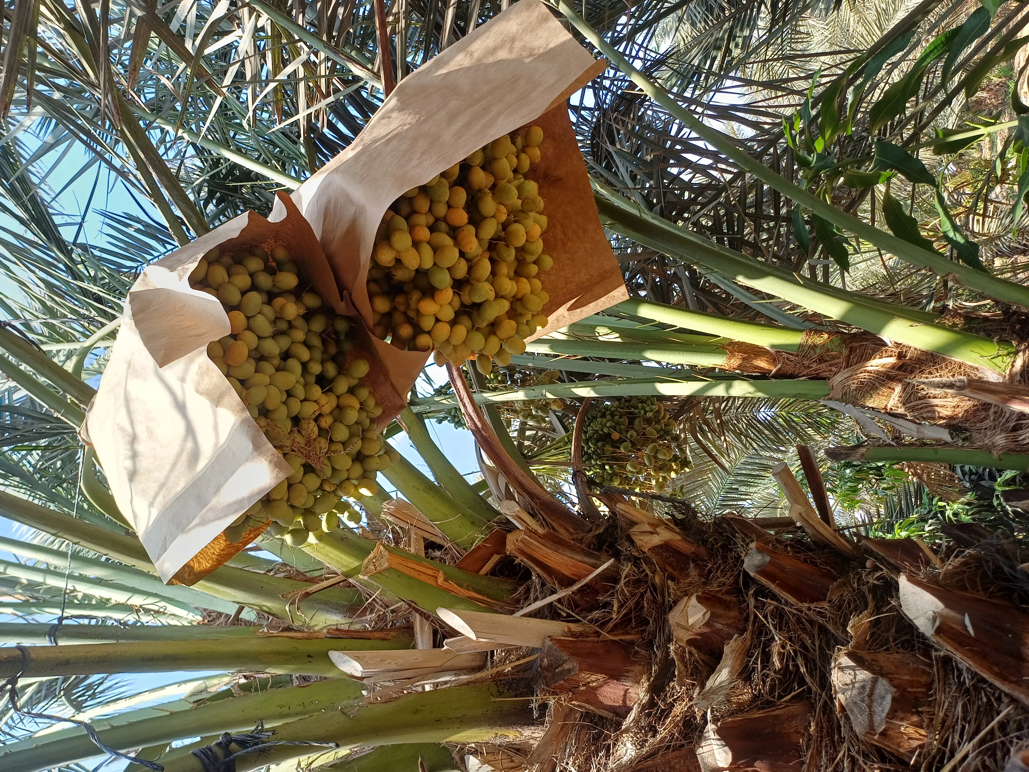 فسايل نخيل برحي أصلية في مشاتل أطعمة الجنة
