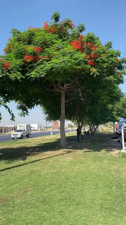 شجر بونسيانة ارتفاع ٥ متر لتزيين الشوارع والطرقات الخاص مش مشاتل اطعمة الجنة