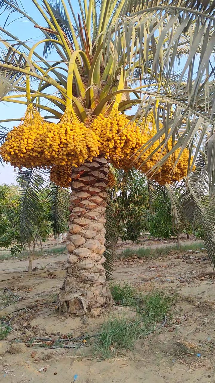نخل برحي مثمر فاخر (ارتفاع خشب 1.5 متر) – بركة وخير فوري لبيتك ومزرعتك