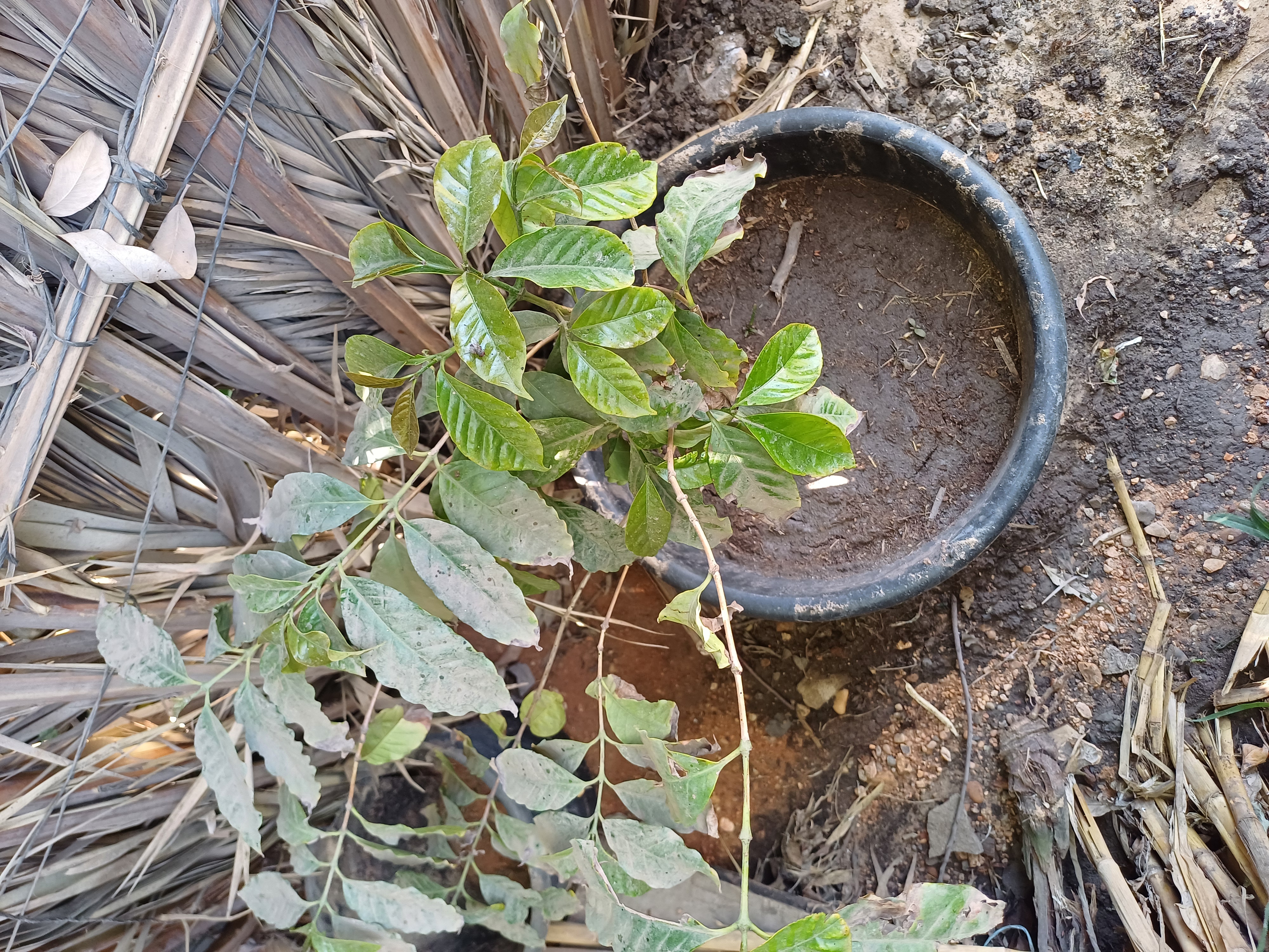 ​شجرة بن عربي (أرابيكا) نادرة عمر 5 سنوات - جاهزة للإثمار الفوري☕🌳